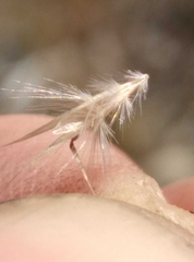 Rytidosperma tenuius