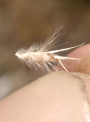 Rytidosperma tenuius