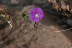 Ipomoea dumetorum