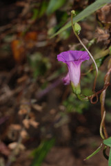 Ipomoea dumetorum