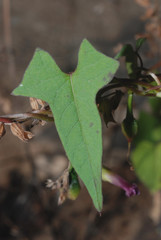 Ipomoea dumetorum