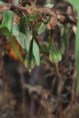 Ipomoea dumetorum