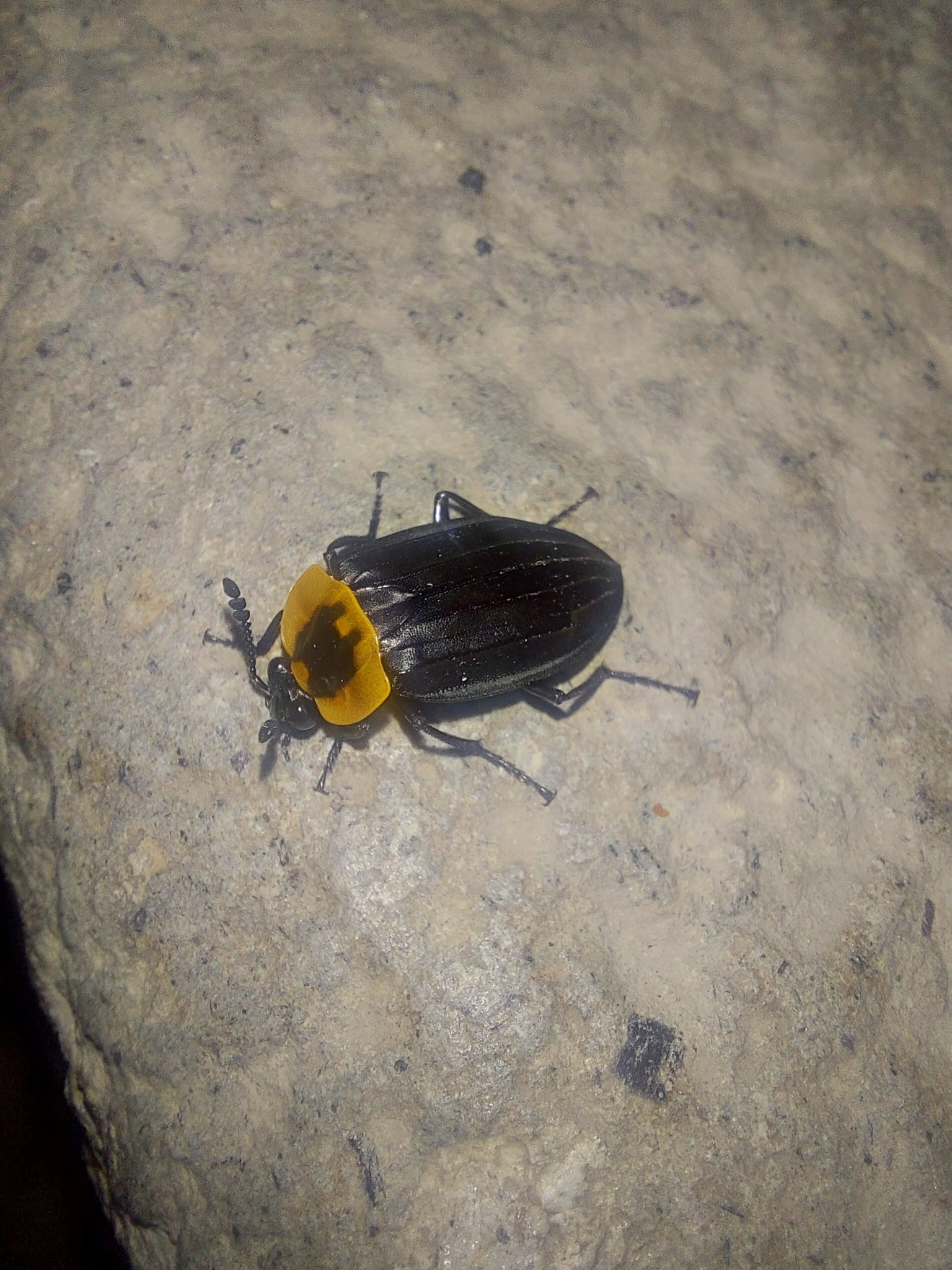 Silphinae image