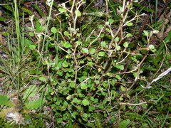 Olearia quinquevulnera