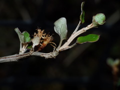 Olearia quinquevulnera