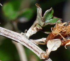 Olearia quinquevulnera