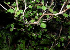 Olearia quinquevulnera