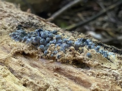 Gerronema waikanaense