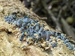 Gerronema waikanaense