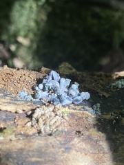 Gerronema waikanaense