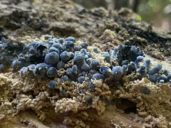 Gerronema waikanaense