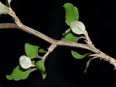 Olearia quinquevulnera
