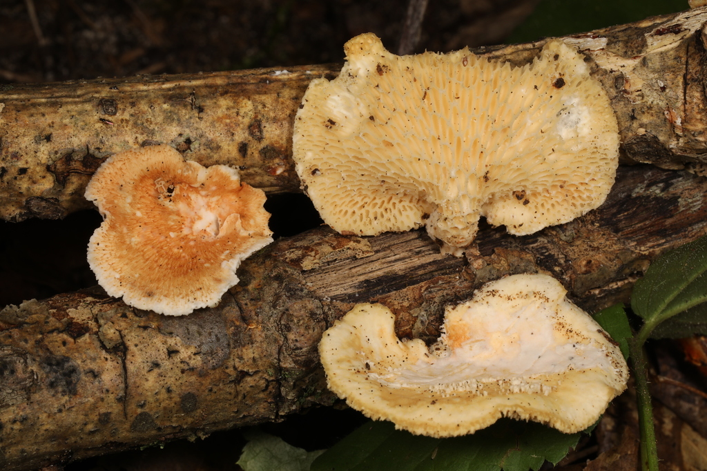 Neofavolus sp. 'ADD5'