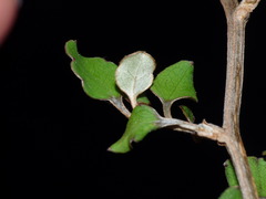 Olearia quinquevulnera