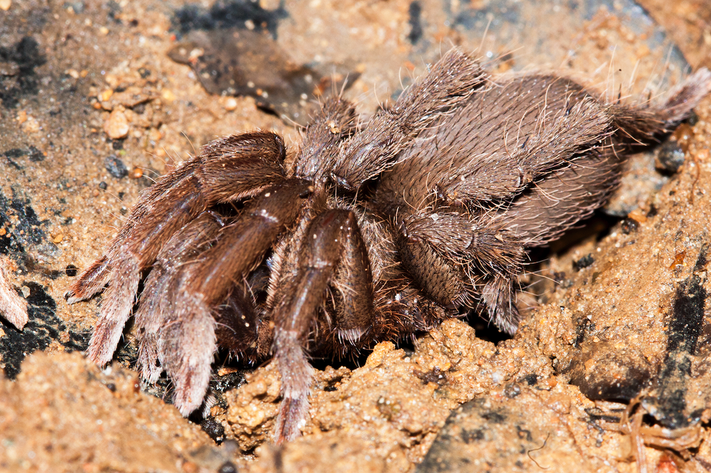 Heterophrictus