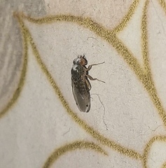 Gitona distigma