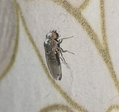Gitona distigma