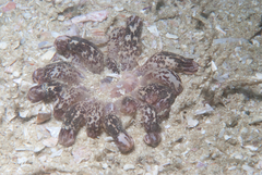 Haloclava capensis