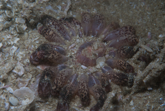 Haloclava capensis