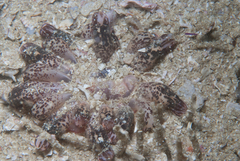 Haloclava capensis