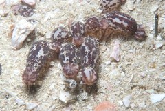 Haloclava capensis