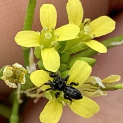 Erucastrum arabicum