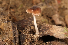 Pluteus seticeps