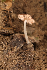 Pluteus seticeps