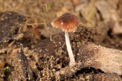Pluteus seticeps