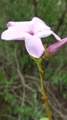 Cryptostegia grandiflora image