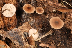 Pluteus seticeps