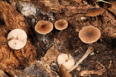 Pluteus seticeps