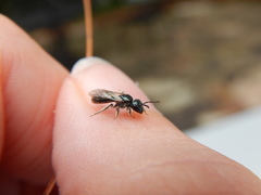 Lasioglossum coeruleum