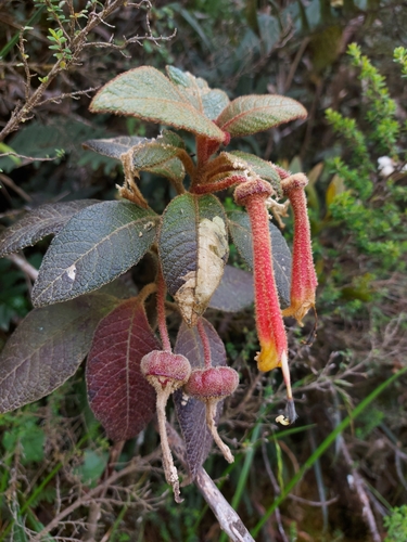 Centropogon erythraeus