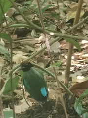 Pitta sordida cucullata