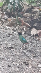 Pitta sordida cucullata