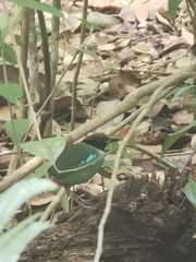 Pitta sordida cucullata