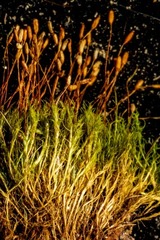 Distichium capillaceum