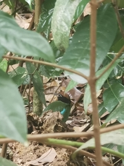 Pitta sordida cucullata