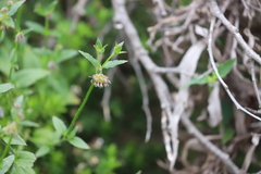 Opercularia hispidula