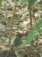 Pitta sordida cucullata