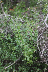 Opercularia hispidula