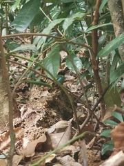 Pitta sordida cucullata