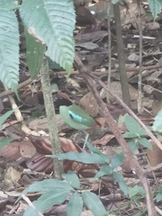 Pitta sordida cucullata