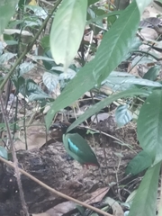 Pitta sordida cucullata