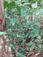 Pitta sordida cucullata