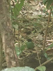 Pitta sordida cucullata