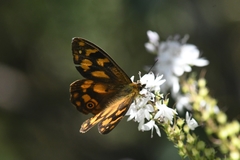 Heteronympha solandri