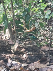 Pitta sordida cucullata