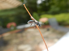 Lasioglossum coeruleum